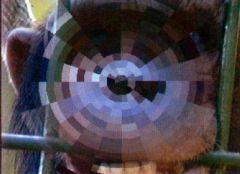 screen